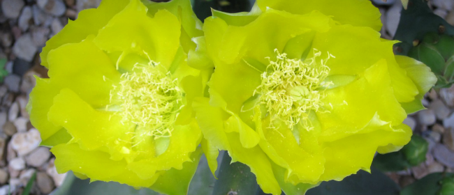 Test Picture